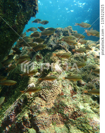 自然景觀與鹹水魚 119322025