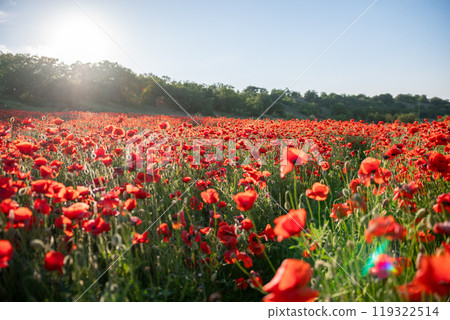 Field of red poppies in sunlight. Field of red poppies in sunlight. 119322514