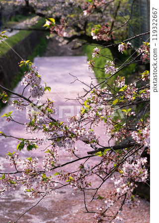 Flower rafts on the Philosopher's Path, Kyoto 119322667