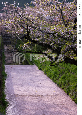 Flower rafts on the Philosopher's Path, Kyoto 119322668