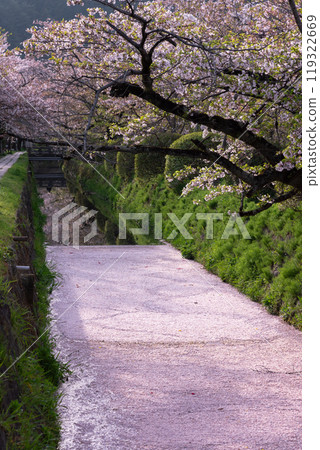 Flower rafts on the Philosopher's Path, Kyoto 119322669