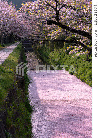 京都，哲學之道花筏 119322674