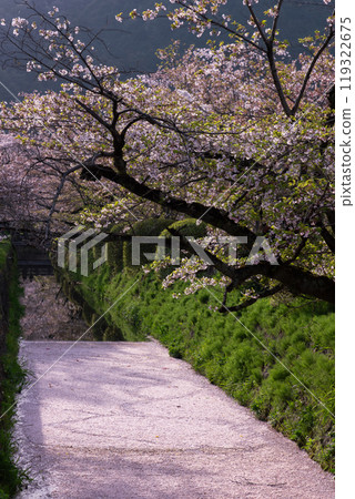 京都，哲學之道花筏 119322675