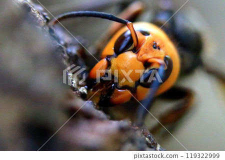 Wheatstone 119322999