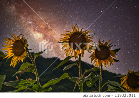 夏夜之夢：星光映襯下的向日葵 119323011