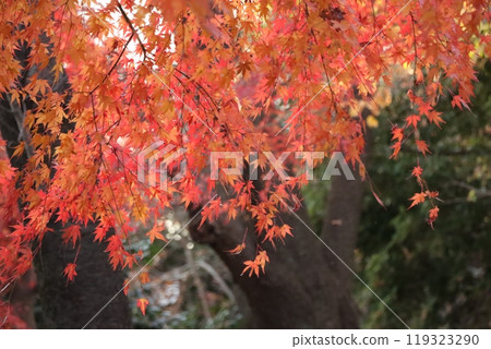 日本楓樹的秋葉 119323290