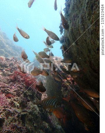 躲進岩石裡。 119323484