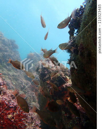 鹹水魚自然水下 鹹水魚自然水下 119323485
