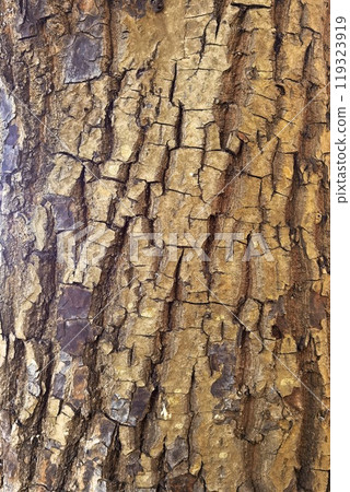 close up of tree bark texture  119323919