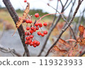 可愛的鮮紅色羅文 可愛的鮮紅色羅文 119323933
