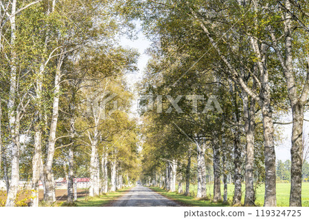 Tokachi Ranch on a clear autumn day, Birch Tree Lined Road, Otofuke Town, Hokkaido 119324725