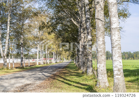 秋天的十勝牧場，白樺林蔭道，北海道音更町 119324726