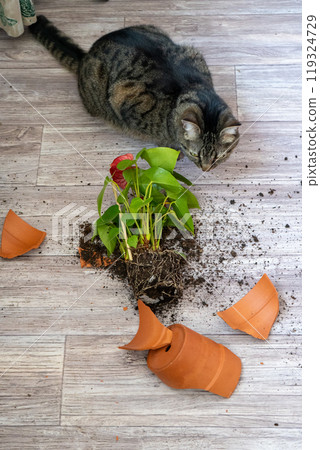 The cat broke a terracotta flower pot. Anthurium flower. The cat broke a terracotta flower pot. Anthurium flower. 119324729