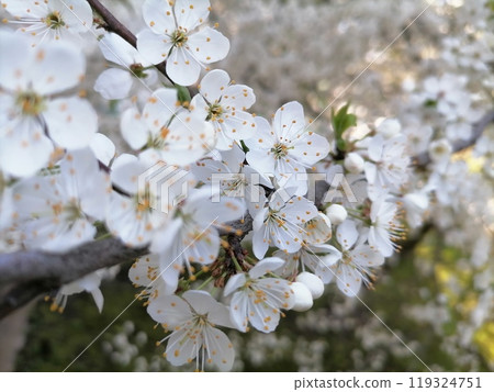 Cherry Blossom or apricot in a morning Sunlight Cherry Blossom or apricot in a morning Sunlight 119324751