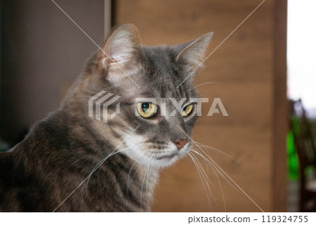 Close up photo from a cute domestic cat playing outdoor 119324755