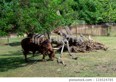 A brown cow with a large horn is eating grass. 119324785