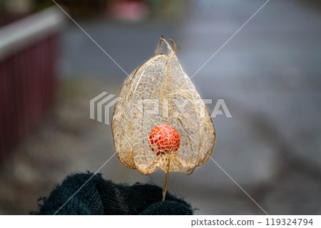 fall colors. dried Physalis physalis peruviana looks like a golden cage fall colors. dried Physalis physalis peruviana looks like a golden cage 119324794