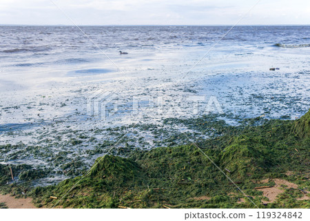 algae proliferating on the seashore during a water bloom 119324842