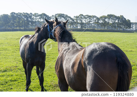 Thoroughbred breeding farm Racehorses Hokkaido 119324880