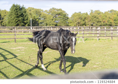 Thoroughbred breeding farm Racehorses Hokkaido 119324884