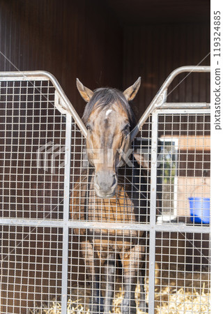 Thoroughbred breeding farm Racehorses Hokkaido Thoroughbred breeding farm Racehorses Hokkaido 119324885