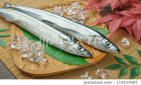 Taste of Autumn | Raw Pacific saury 119324905