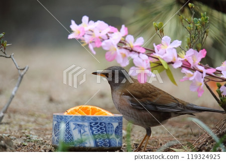 一隻白腹鳥飛進花園， 119324925