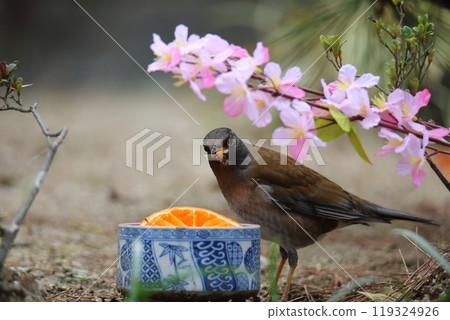 一隻白腹鳥飛進花園， 119324926
