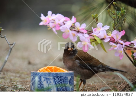 一隻白腹鳥飛進花園, 一隻白腹鳥飛進花園, 119324927