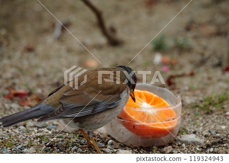 A white-throated sparrow flew into the garden, 119324943