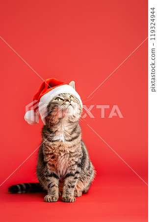 Tabby cat on red background in Santa Claus hat 119324944