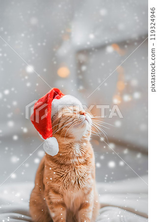 Cute ginger cat sitting in Santa Claus red hat on light background 119324946