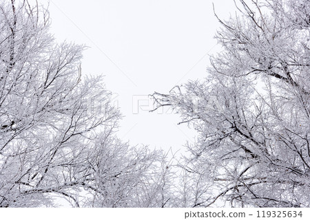 frozen tree branches covered with hoarfrost 119325634