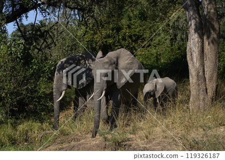 African Elephant drinking 119326187