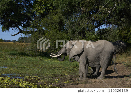 African Elephant drinking African Elephant drinking 119326189