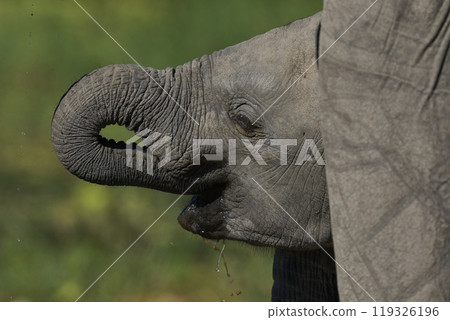 African Elephant drinking 119326196