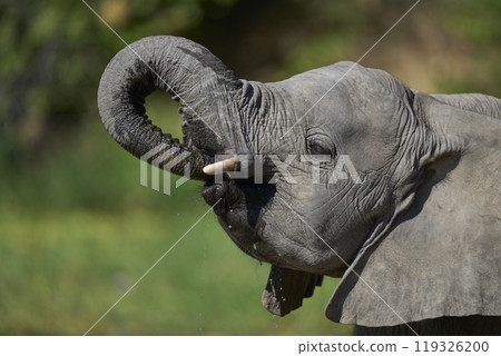 African Elephant drinking 119326200