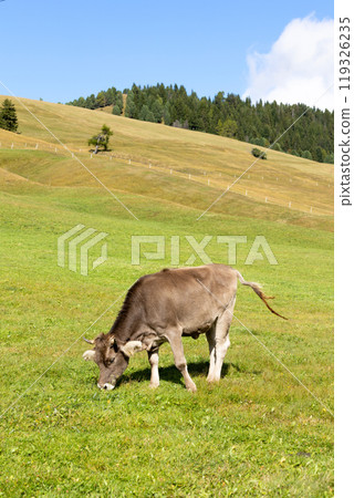 Cow eating grass on a green pasture 119326235