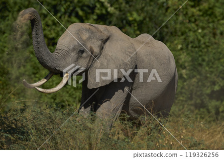 African Elephant dusting 119326256