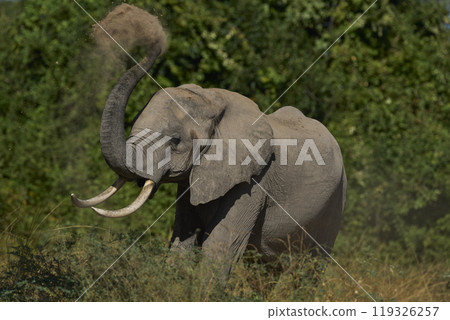 African Elephant dusting 119326257