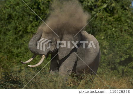 African Elephant dusting African Elephant dusting 119326258