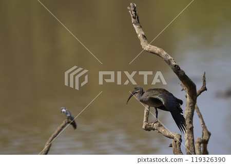 Hadada Ibis 119326390