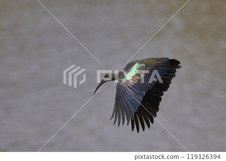 Hadada Ibis Hadada Ibis 119326394