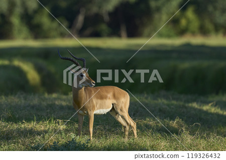 Male Impala in South Luangwa National Park 119326432