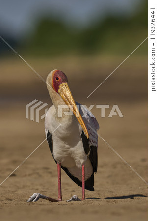 Yellow-billed Stork Yellow-billed Stork 119326441