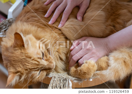 A tea tabby cat stroking a cat 119326459