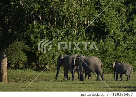 African Elephant crossing a gulley 119326467