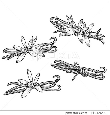 Hand drawn vanilla flowers, vanilla sticks. Vector illustration 119326480
