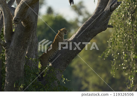 Leopard climbing a tree Leopard climbing a tree 119326506