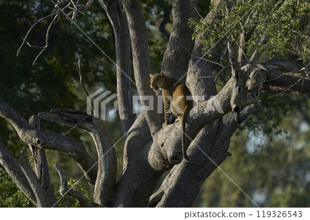 Leopard in a tree 119326543